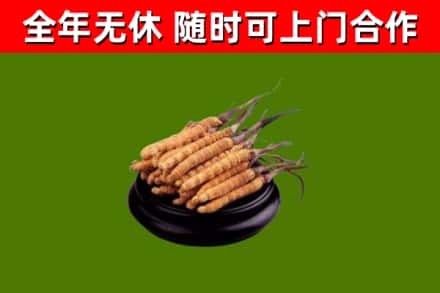 卢湾区回收冬虫夏草